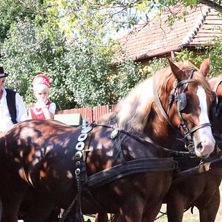 szüreti bál 2021.09.11 182
